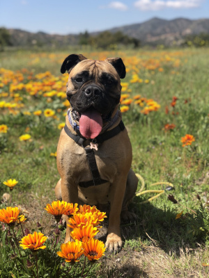 dakota-marc