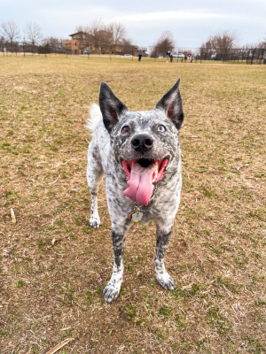 starla-monroe