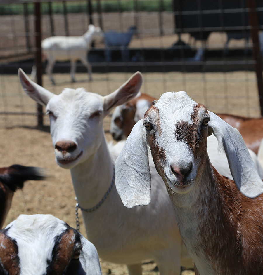 Pink Goat Milk - Image 4