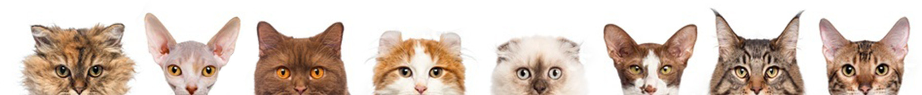feline-product-tabs-top